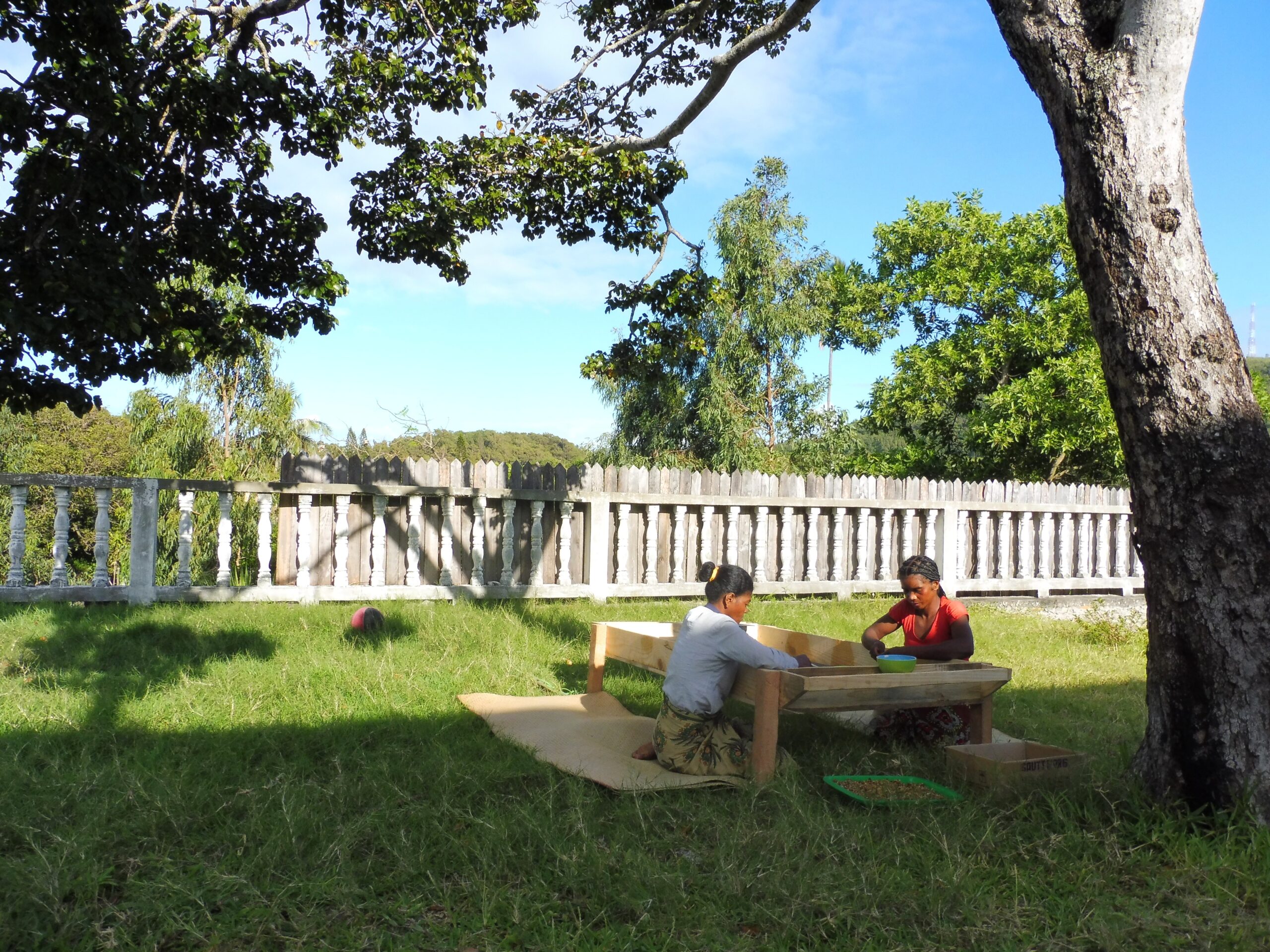 Préparation des Figues de barbarie par Tanora à Madagascar